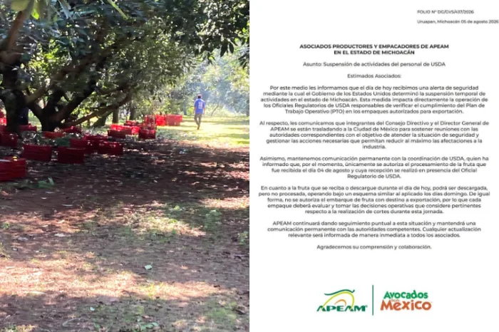 Trabajadores empacan aguacate Hass en una planta empacadora certificada de Michoacán