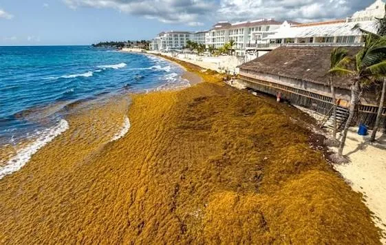 Cuadrillas retiran sargazo acumulado en una playa de Cancún