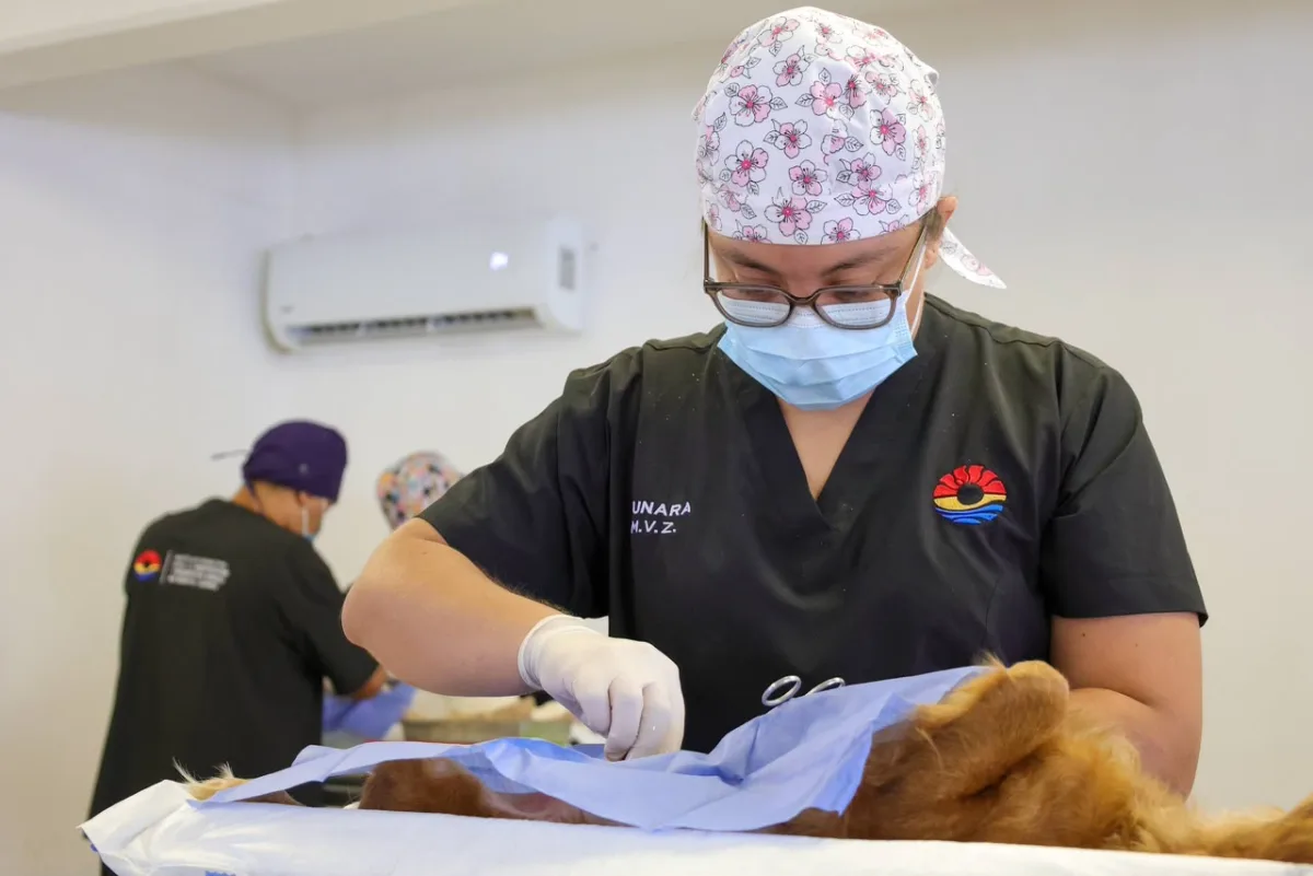 IMPA veterinarians during a free spay-and-neuter clinic in Cancún