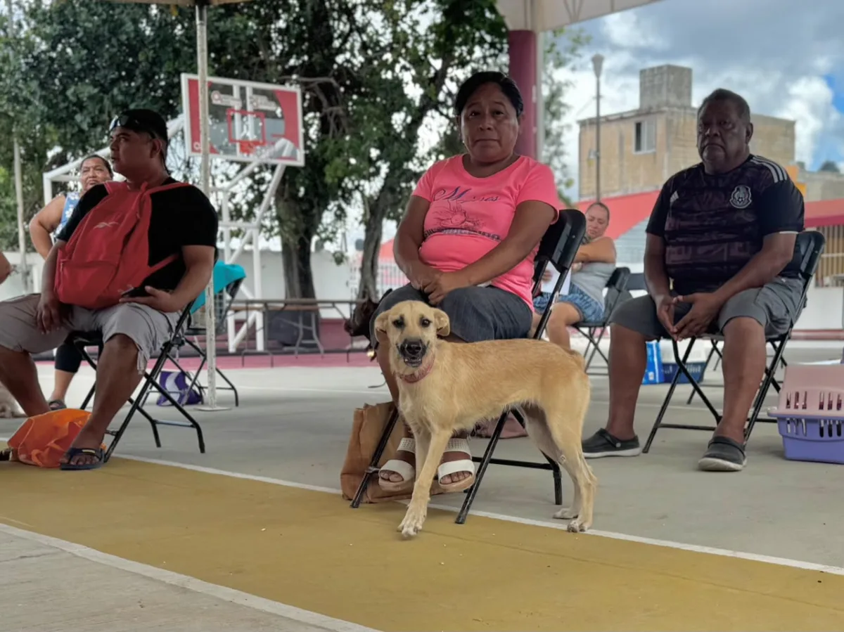 Free dog and cat spay-and-neuter clinic in Cancún